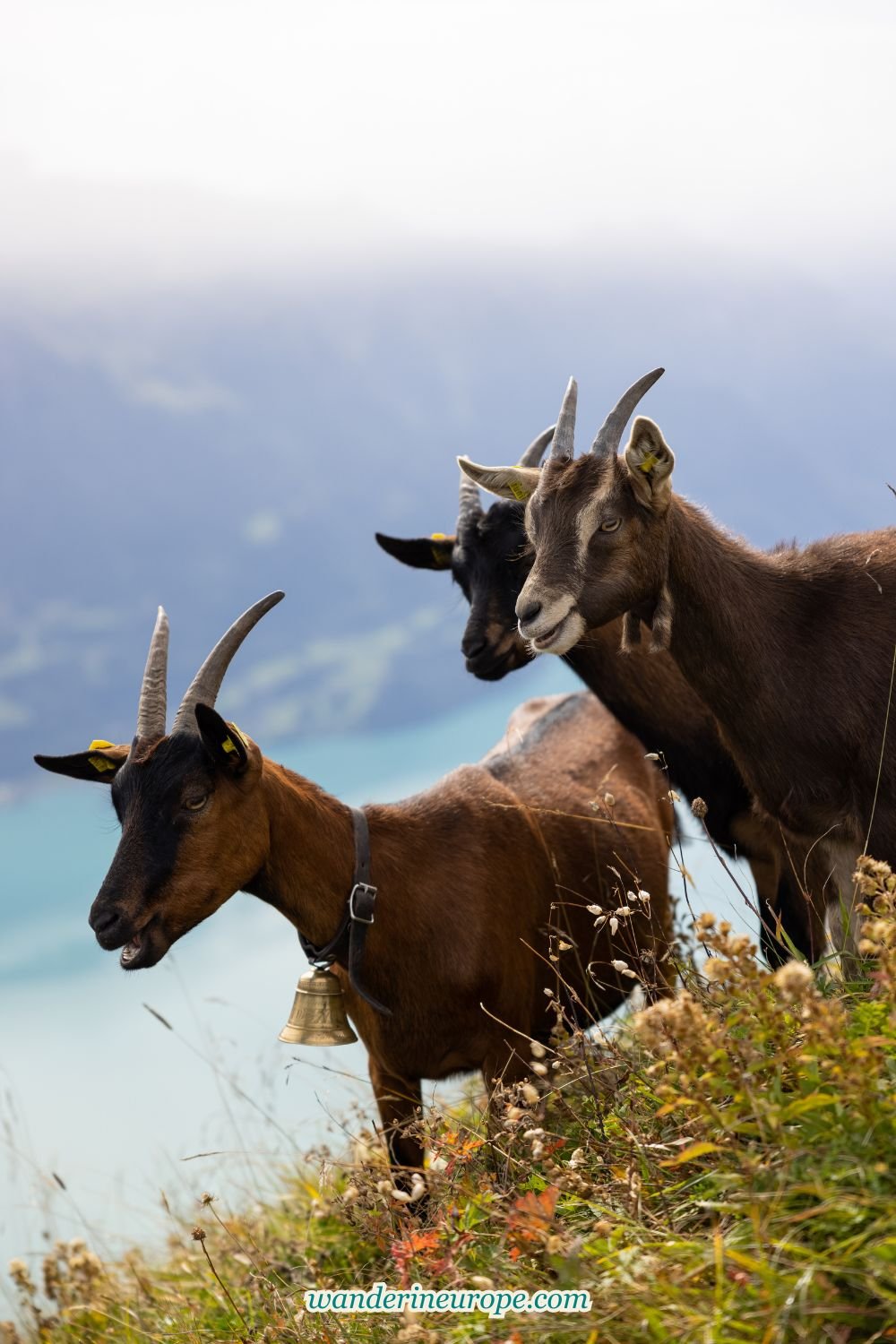 7 Things to Do in Lake Brienz with Tips and Visiting Info 42 7 Things to Do in Lake Brienz with Tips and Visiting Info, Pinterest Pin
