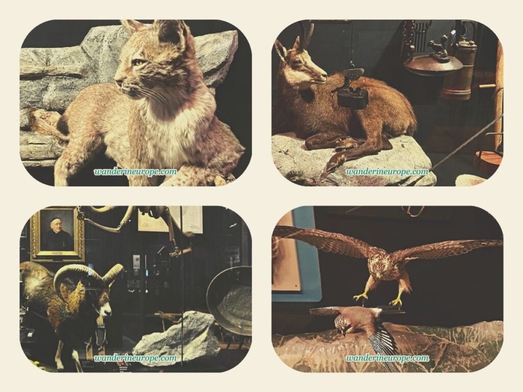 Tirol Panorama Museum: A Quick Look Inside This Masterpiece 18 Stuffed alpine animals found around Innsbruck in Tirol Panorama Museum, Innsbruck, Austria