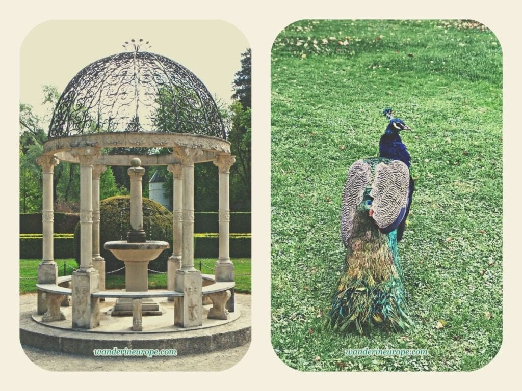 Spend 2 Days In Innsbruck, Austria (a Budget Itinerary) 54 Castle grounds of Ambras Castle and a peacock roaming in the castle, day 2 of 2-day trip to Innsbruck, Austria