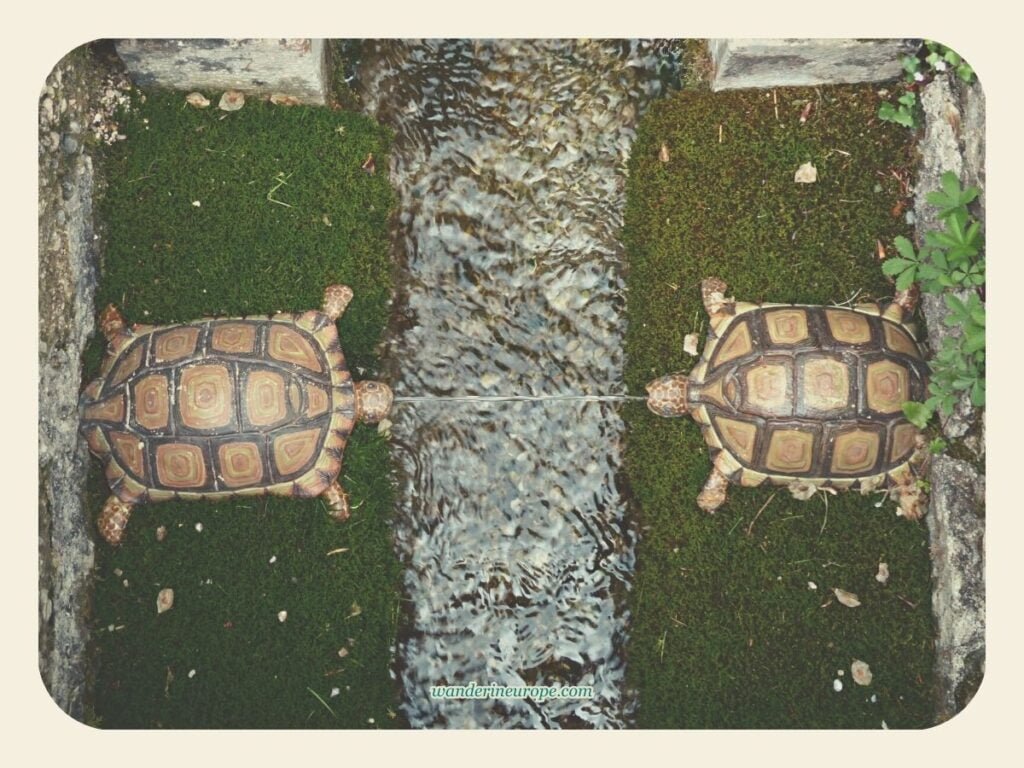 Everything You Need to Know About Visiting Hellbrunn Palace 50 The turtles near grotto of Venus in Hellbrunn Palace, Salzburg, Austria