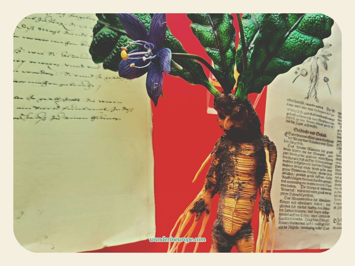 Visiting Hohenwerfen Fortress Guide, Expectations, and Tips 39 Weirdest looking herb ever in Hohenwerfen Fortress, Werfen, Salzburg, Austria