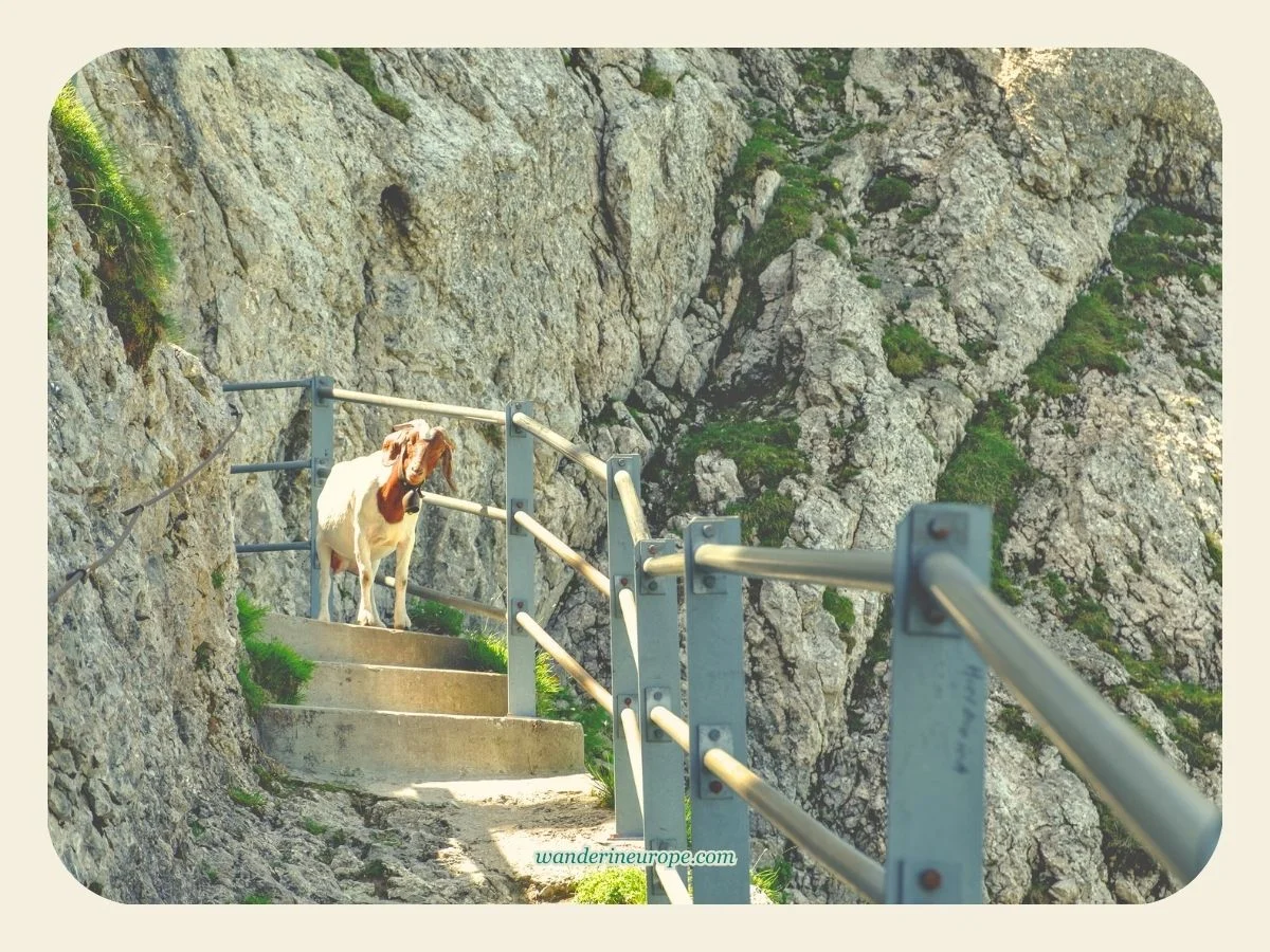 Mount Pilatus Day Trip from Lucerne (5 Reasons to Go + Tips) 23 Alpine animals in the hiking trail in Mount Pilatus, Lucerne, Switzerland