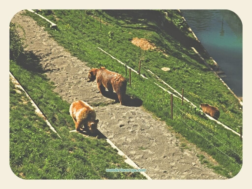 How Long To Spend In Bern: Half Day, 1 Day or 2 Days 16 Bears in Bear Park in Bern, Switzerland