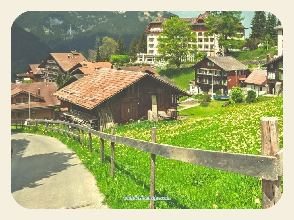 Why Visit Wengen? The Reasons, Experiences, and Expectations 5 Beautiful flowers seen from the village's streets in Wengen, Jungfrau Region, Switzerland