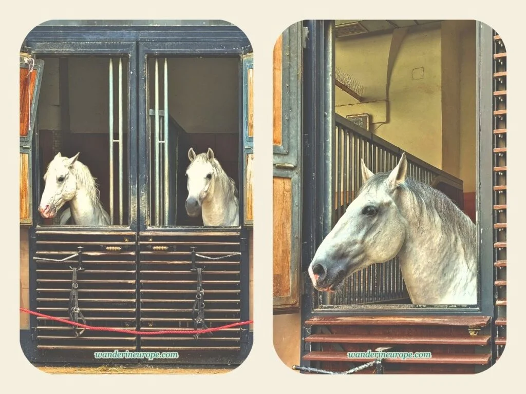 The Beautiful Sights and Experiences in Hofburg, Vienna 21 Lipizzan Horses of the Spanish Riding School in Hofburg, Vienna, Austria