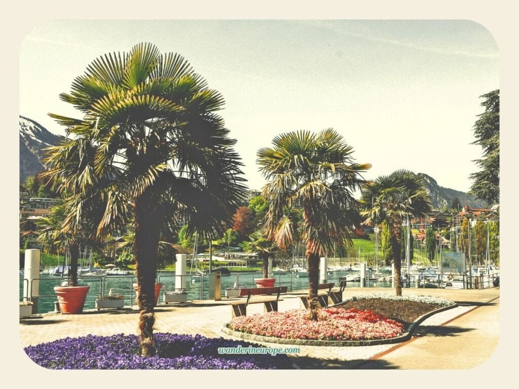 One Day Lake Thun Itinerary Sightseeing + Visiting Castles 26 The Mediterranean flair in Spiez Harbor beside Lake Thun, Switzerland