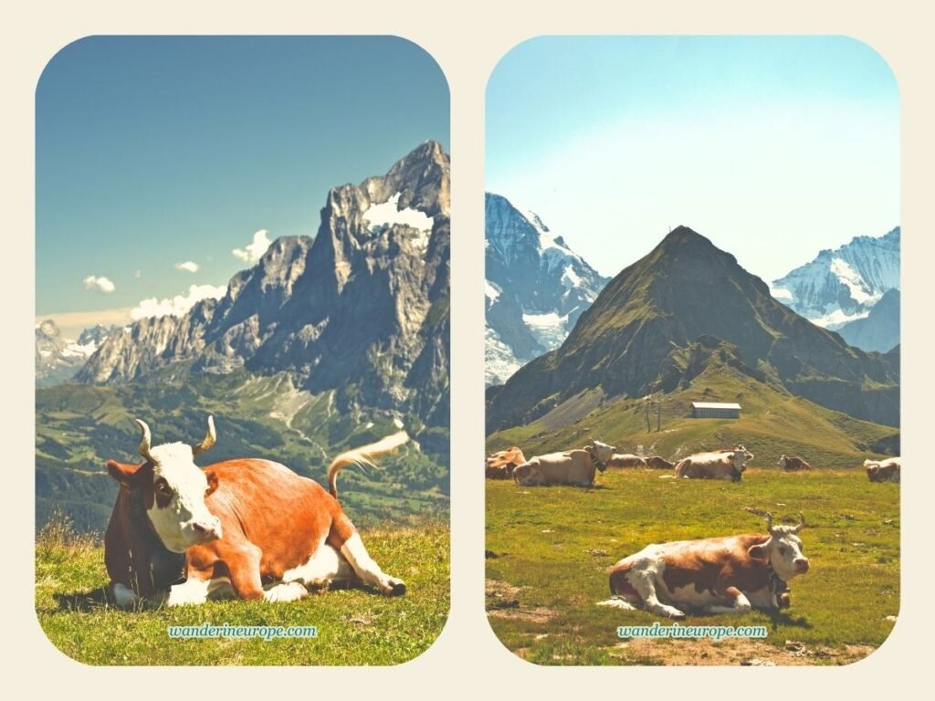 How to Reach Männlichen and Make the Most of Your Trip 4 The cows in front of Grindelwald and Faulhorn seen from Mannlichen, Jungfrau Region, Switzerland
