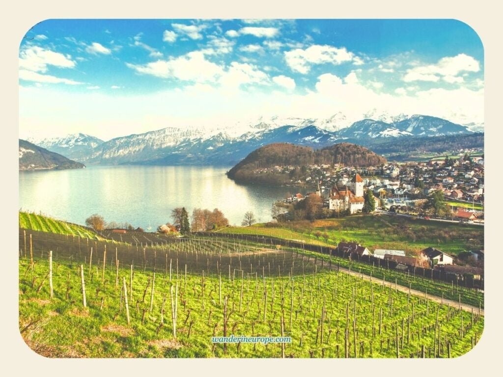 One Day Lake Thun Itinerary Sightseeing + Visiting Castles 27 View of Spiez and Spiez Castle from the nearby vineyards
