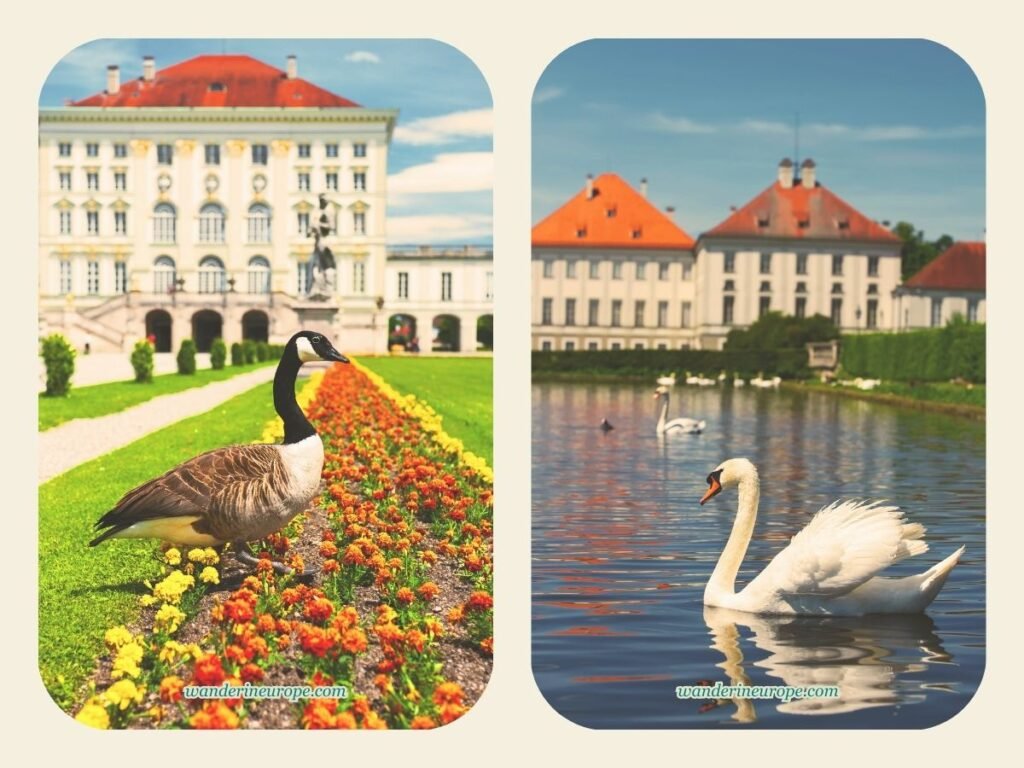 10 Beautiful Places in Munich for First-Timers and Explorers 85 Flowers and swans everywhere in Nymphenburg Palace, Munich, Germany