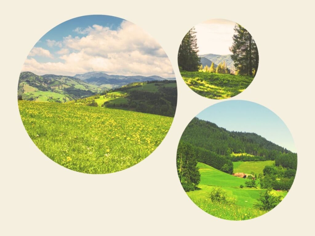 What Makes the Black Forest a Unique Destination in Germany 5 The idyllic meadows where the thick forest of can be seen in the Black Forest, Germany