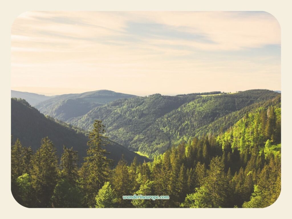 The thick forest of the Black Forest, Germany