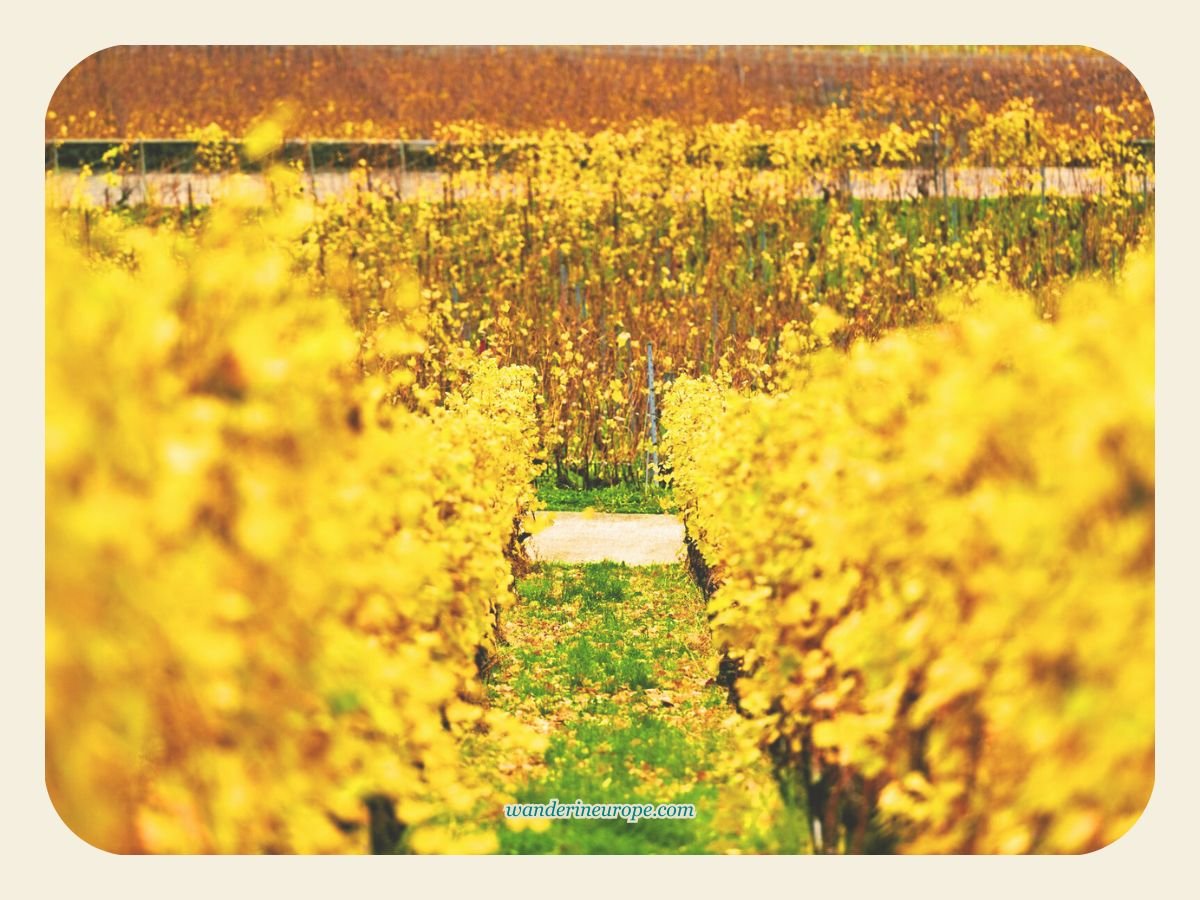 A Quick and Easy Guide for a Well-Rounded Trip to Montreux 7 Vineyards, Montreux, Switzerland