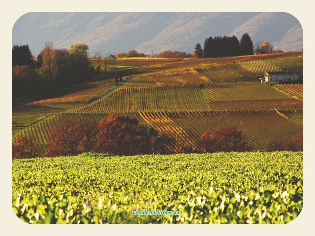 Vineyards near Geneva, Switzerland