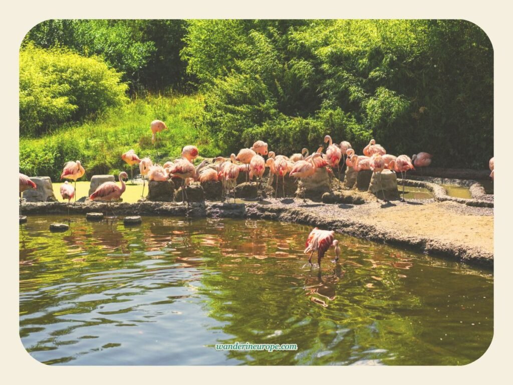 Zoo, Zurich, Switzerland